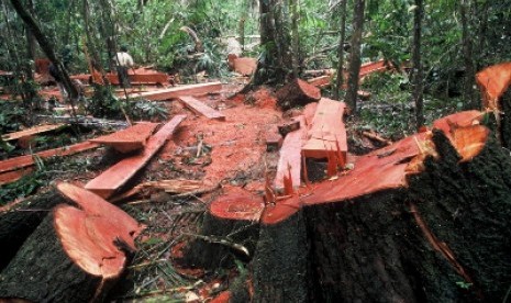 Pembalakkan Liar �Kepung� Minsel